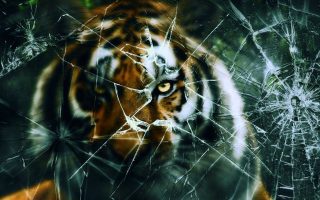 Tiger Broken Screen Wallpaper