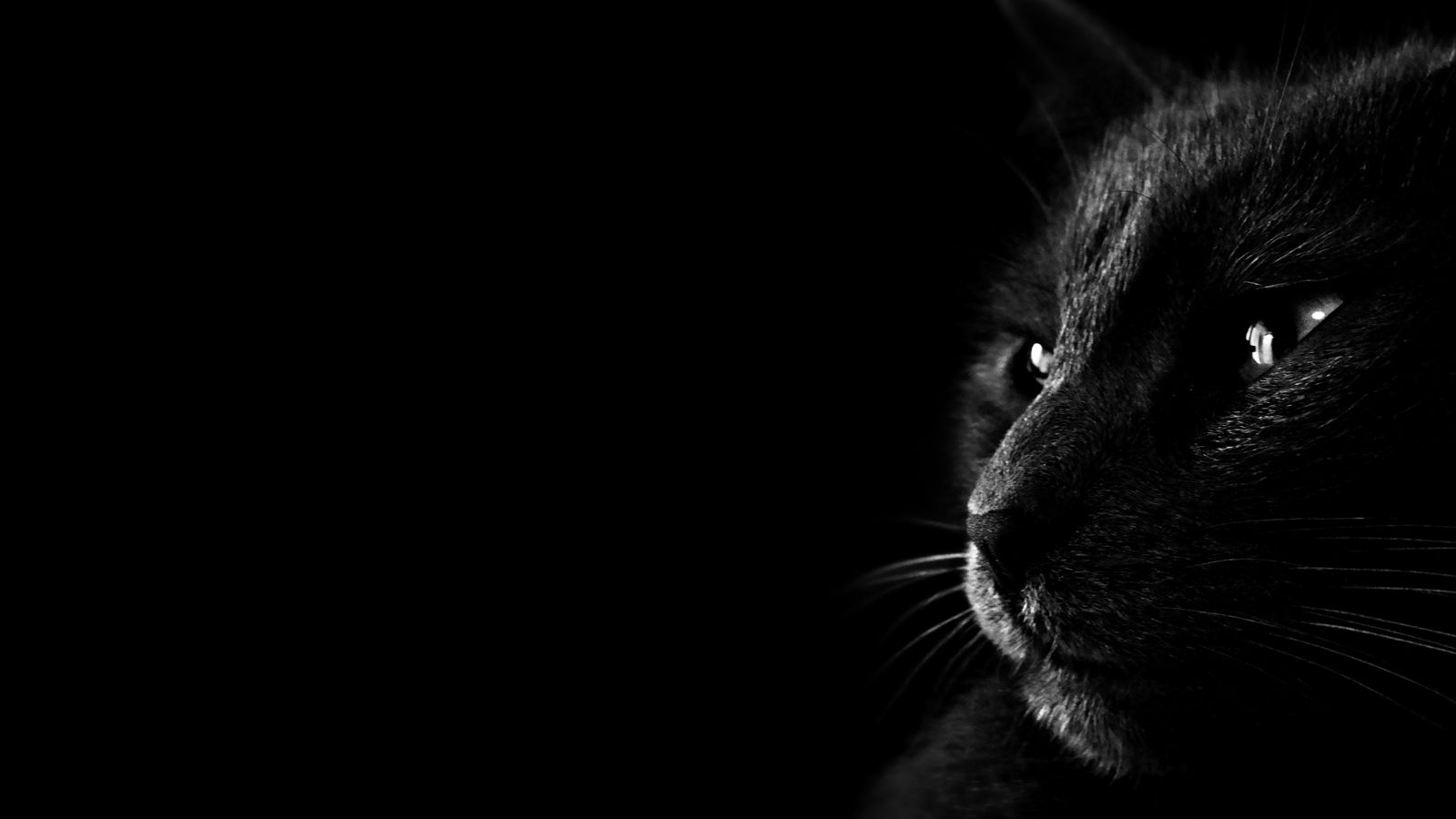 Cat Dark Wallpaper