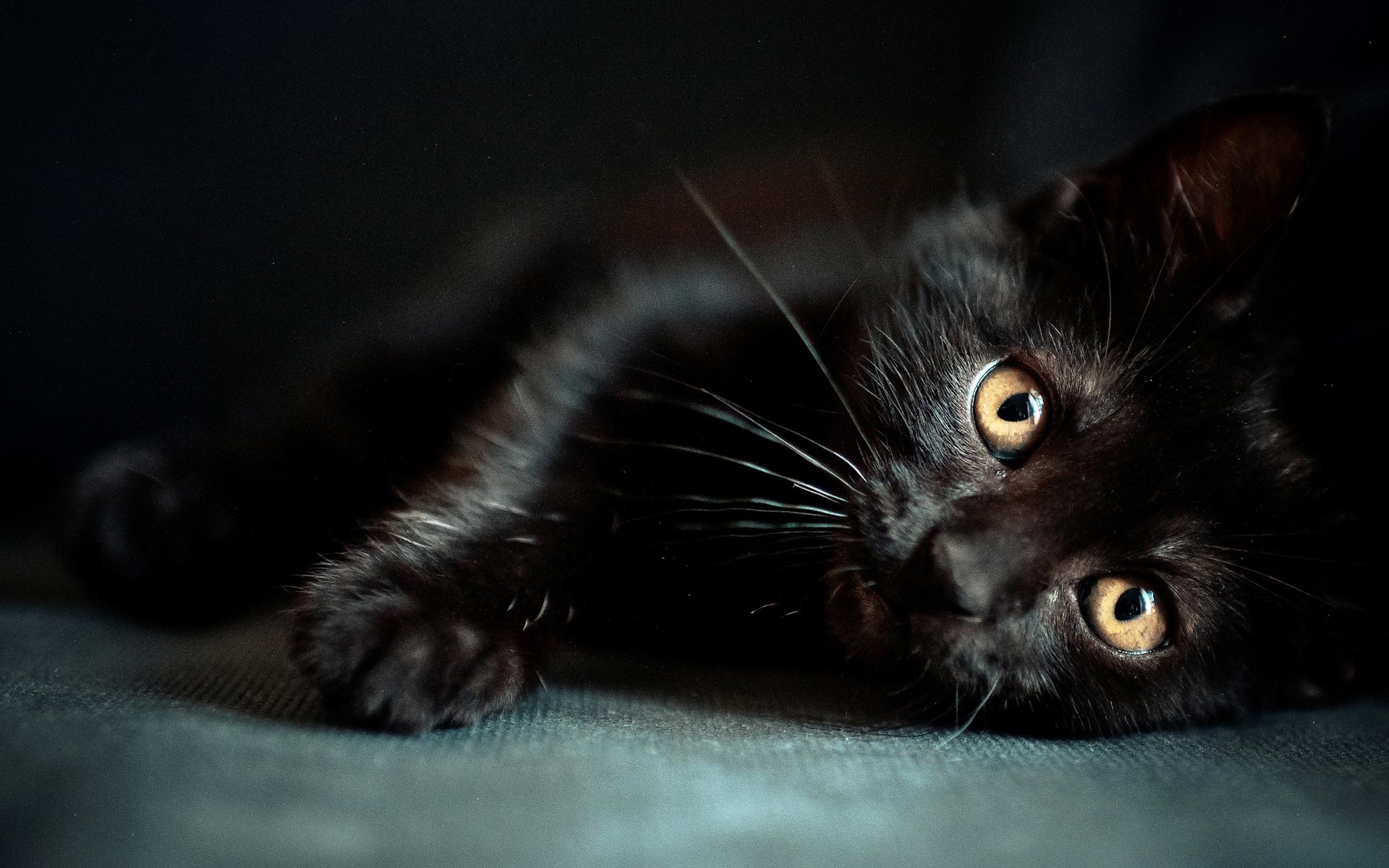 Cute Black Cats Wallpaper