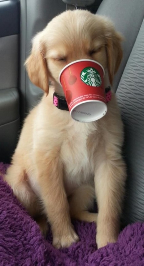 Cute Starbucks Wallpaper Dog iPhone