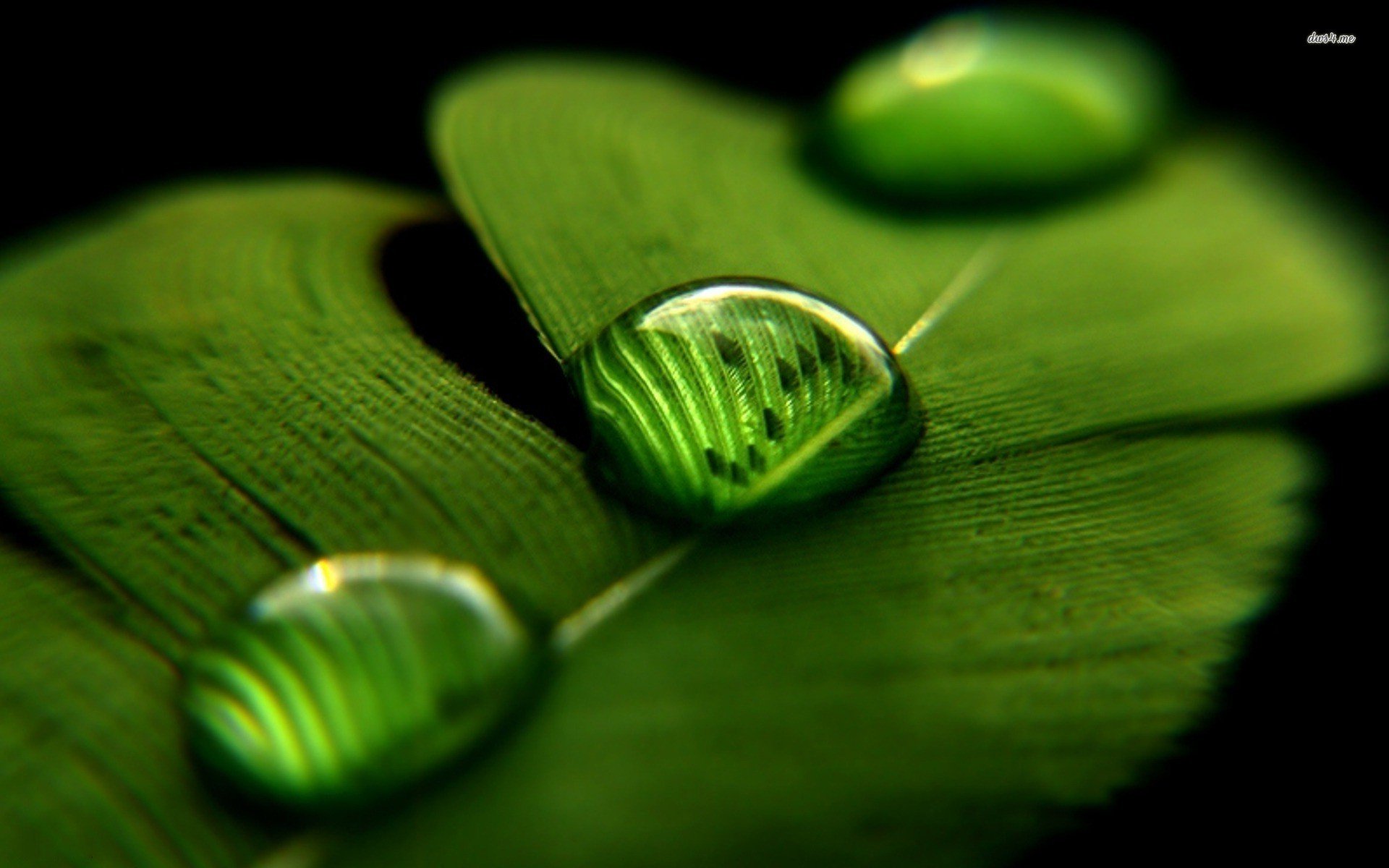 Cute Water Drops Leaf Wallpaper | 2020 Live Wallpaper HD
