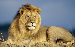 Best Lion Pictures