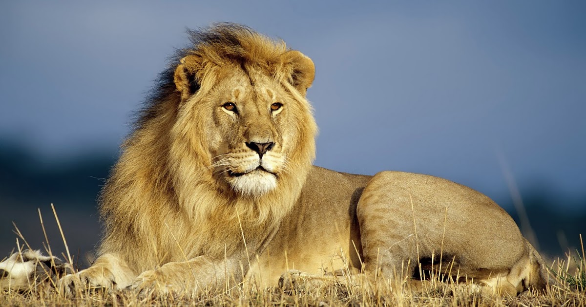 Best Lion Pictures