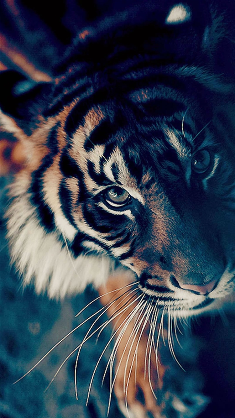 Cute Tiger iPhone Wallpaper HD 750x1334