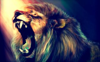 Lion Animal Wallpaper