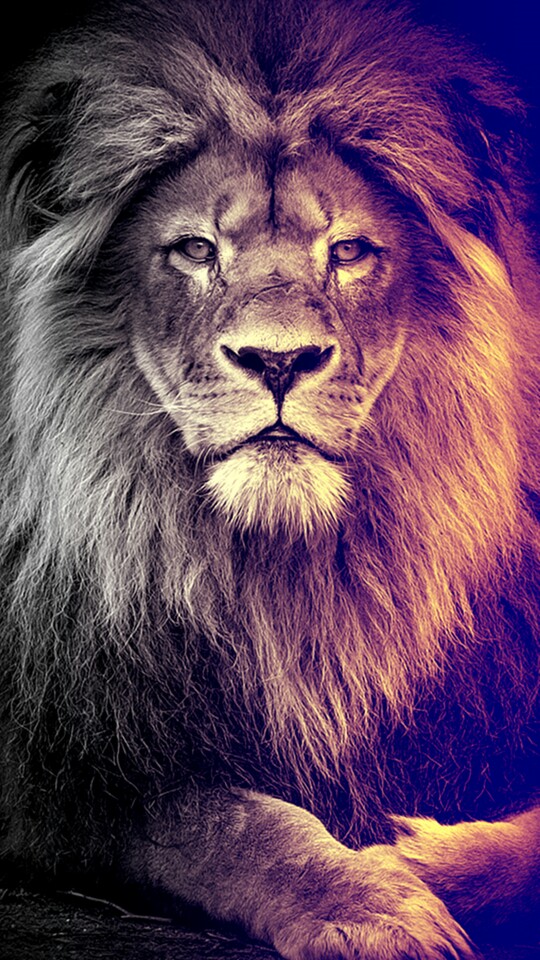 Lion Animation Wallpaper HD For iPhone 540x960