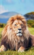 Lion King Photos Iphone Wallpaper - 2022 Live Wallpaper HD