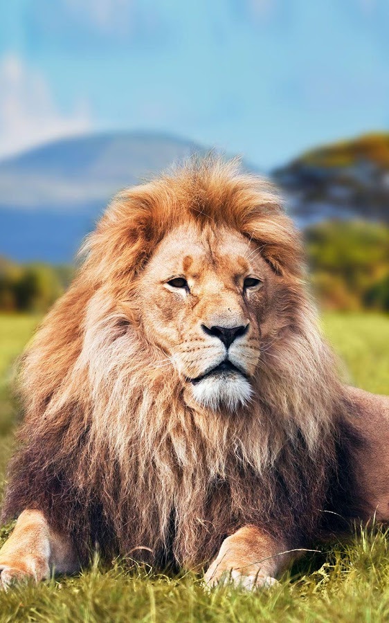 Lion King Photos Iphone Wallpaper