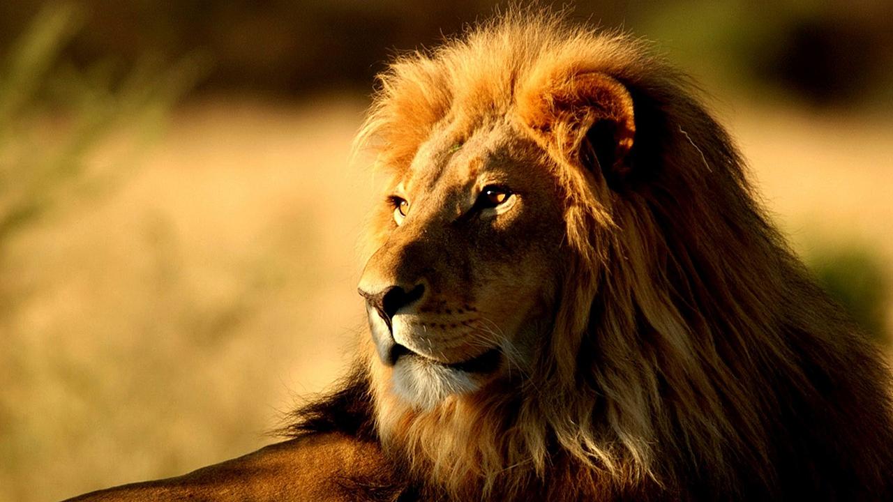 Lion King Photos