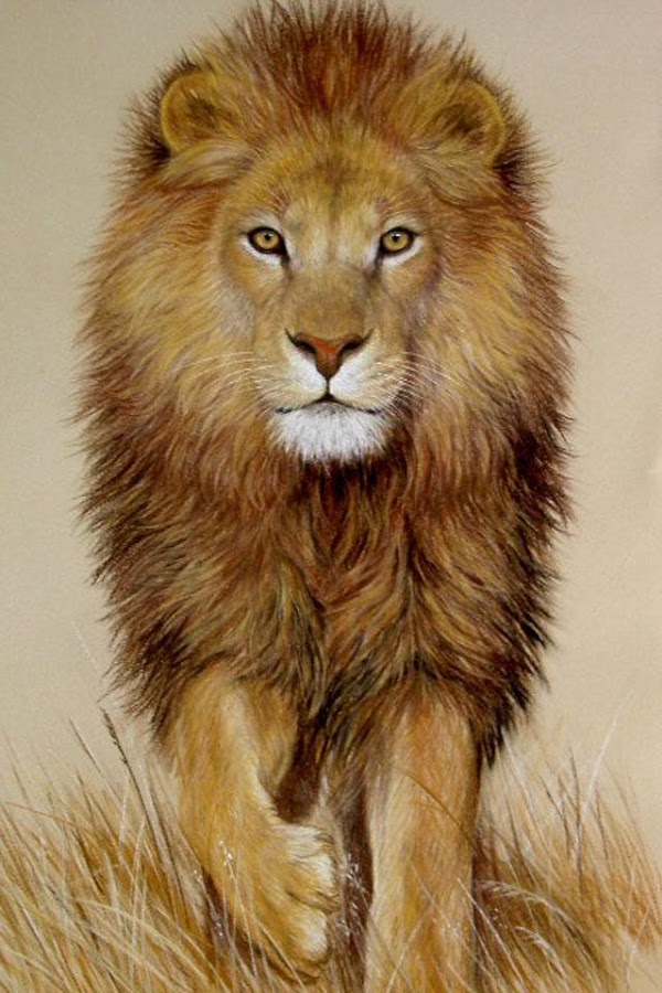 Lion King Wallpaper 600x900