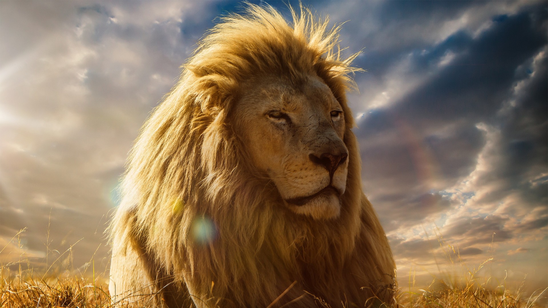 Lion Pictures Wallpaper 1920x1080