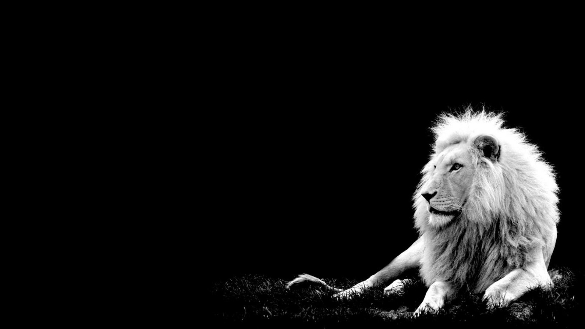 Lion Wallpaper Black and White