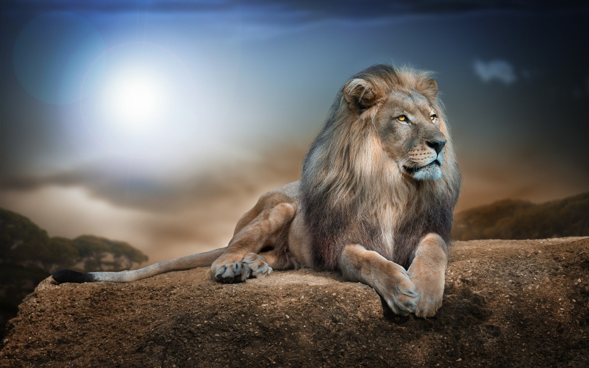 Lion Wallpaper HD 1920x1200