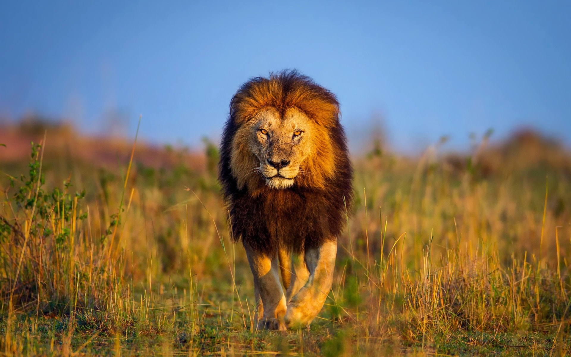 923 Hd Wallpaper Full Screen Lion - MyWeb