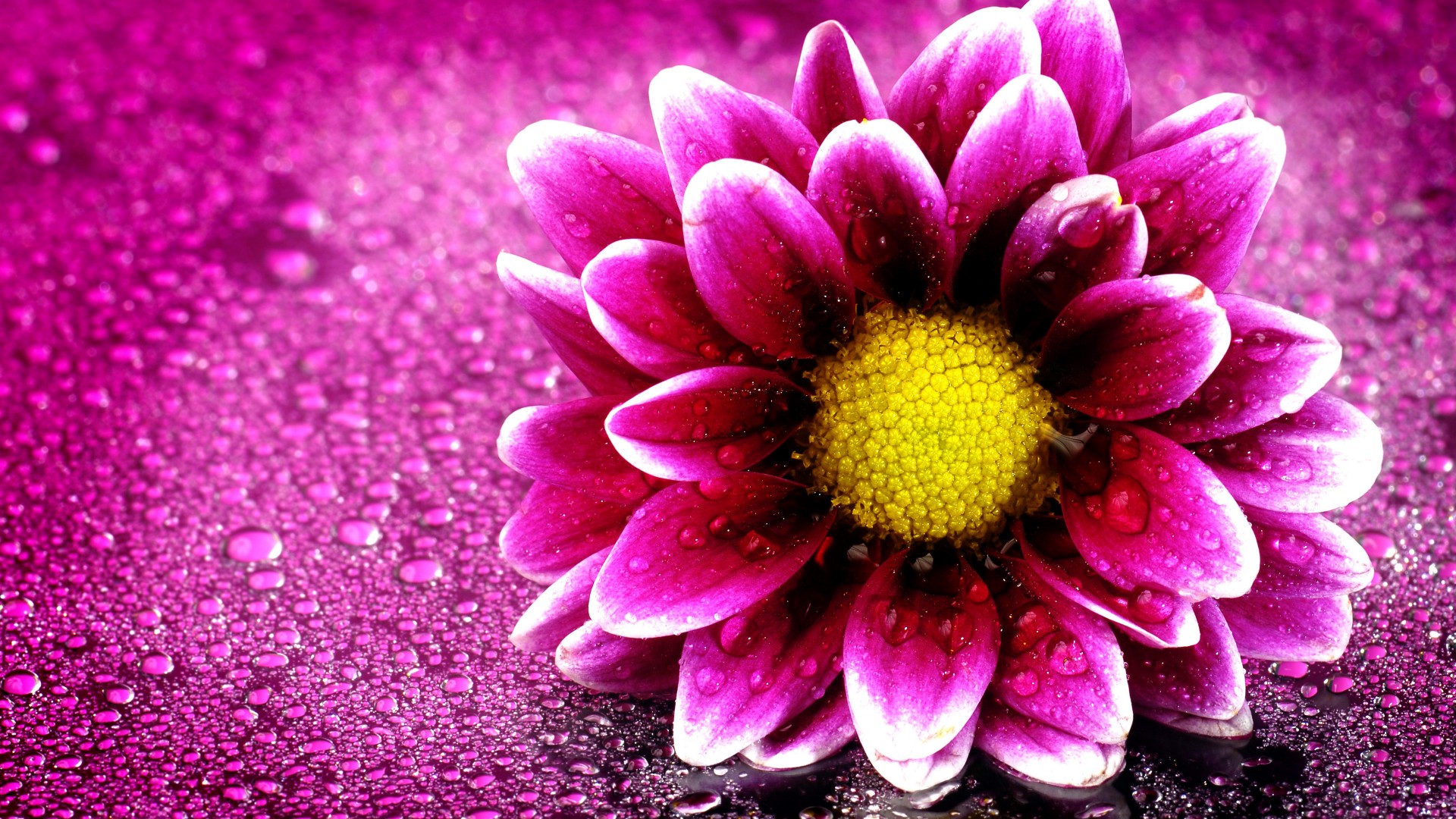 Pink Flower Wallpaper HD 1920x1080