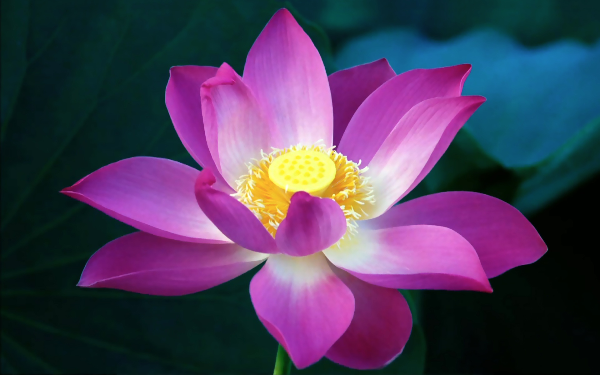 Pink Lotus Flower Wallpaper HD