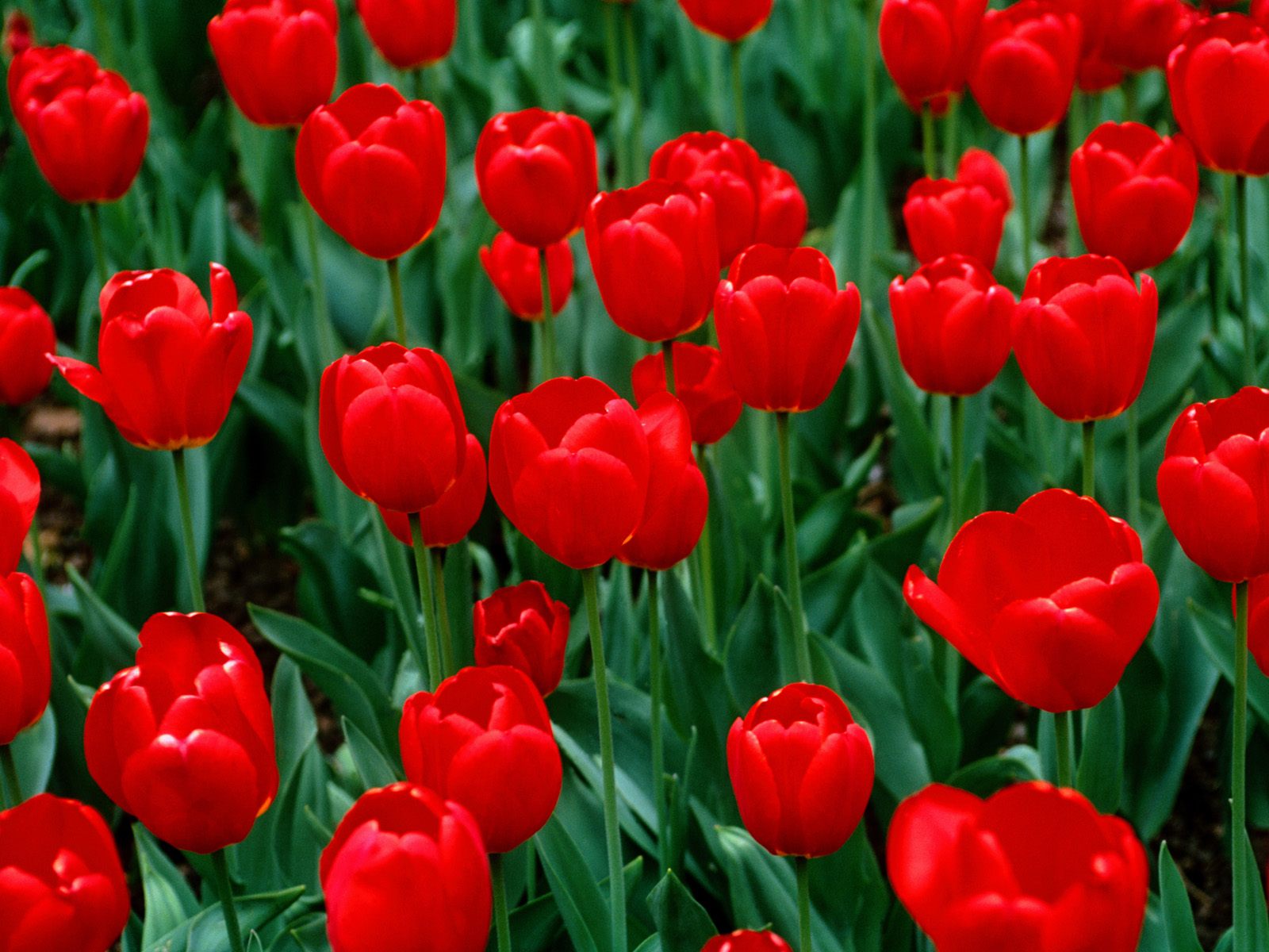 Red Tulips Flower Wallpaper HD 1600x1200