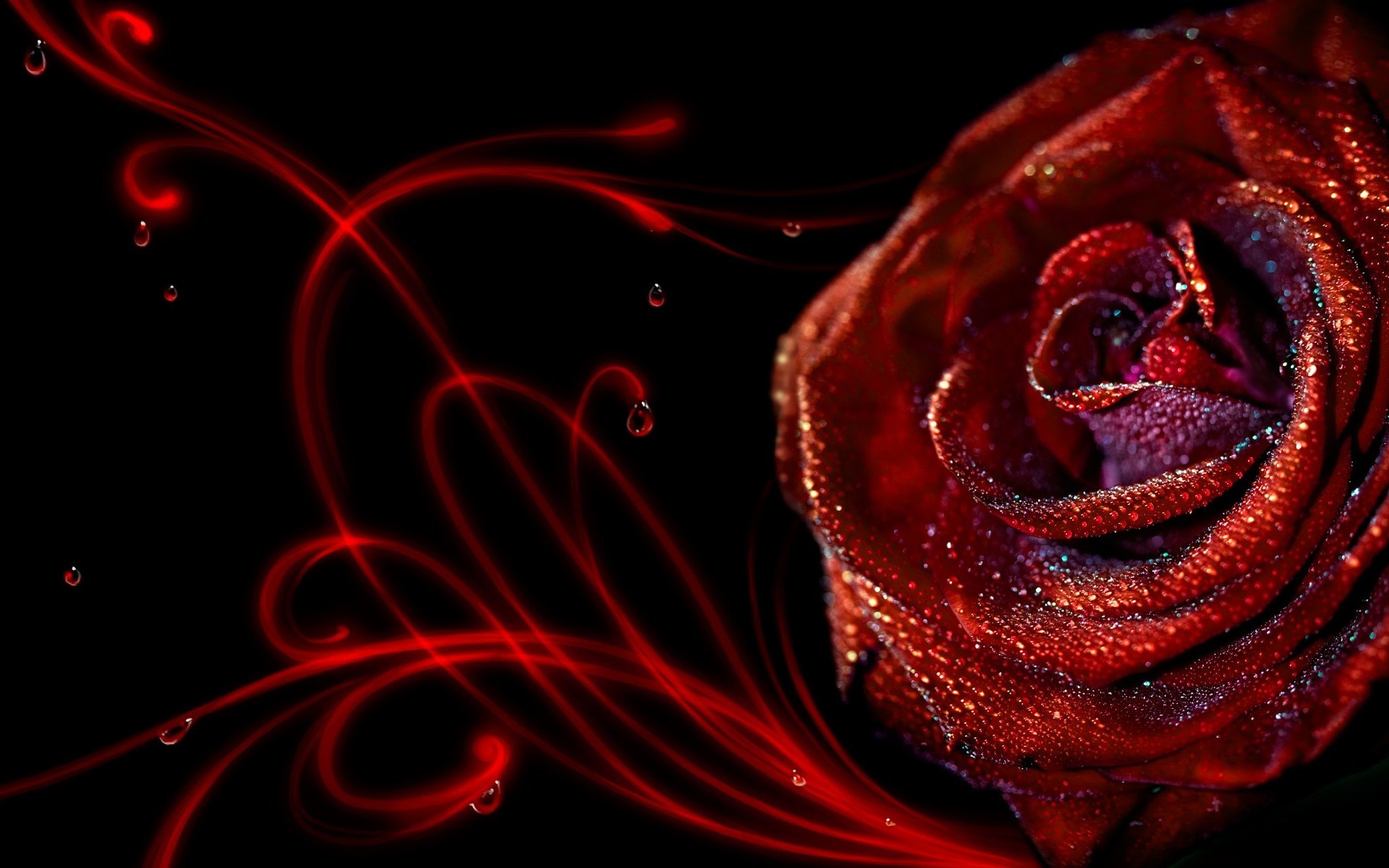 Rose Flower Wallpaper HD 1920x1200