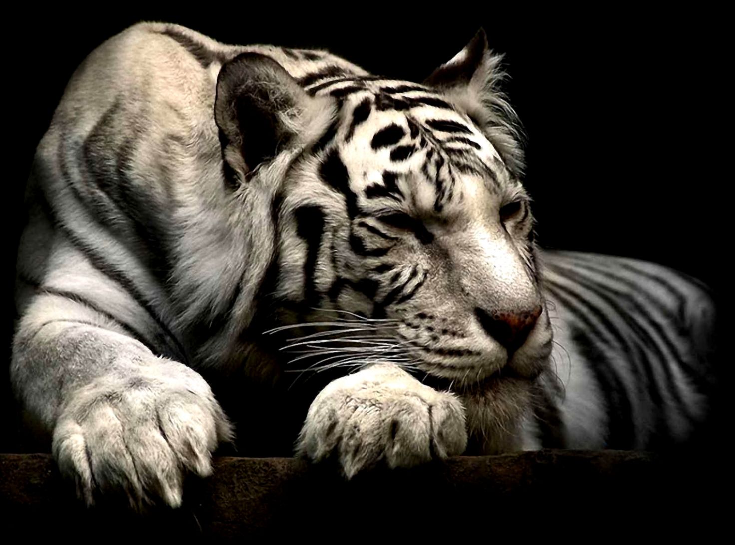 Siberian White Tiger Wallpaper