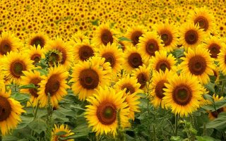 Sunflowers Wallpaper HD