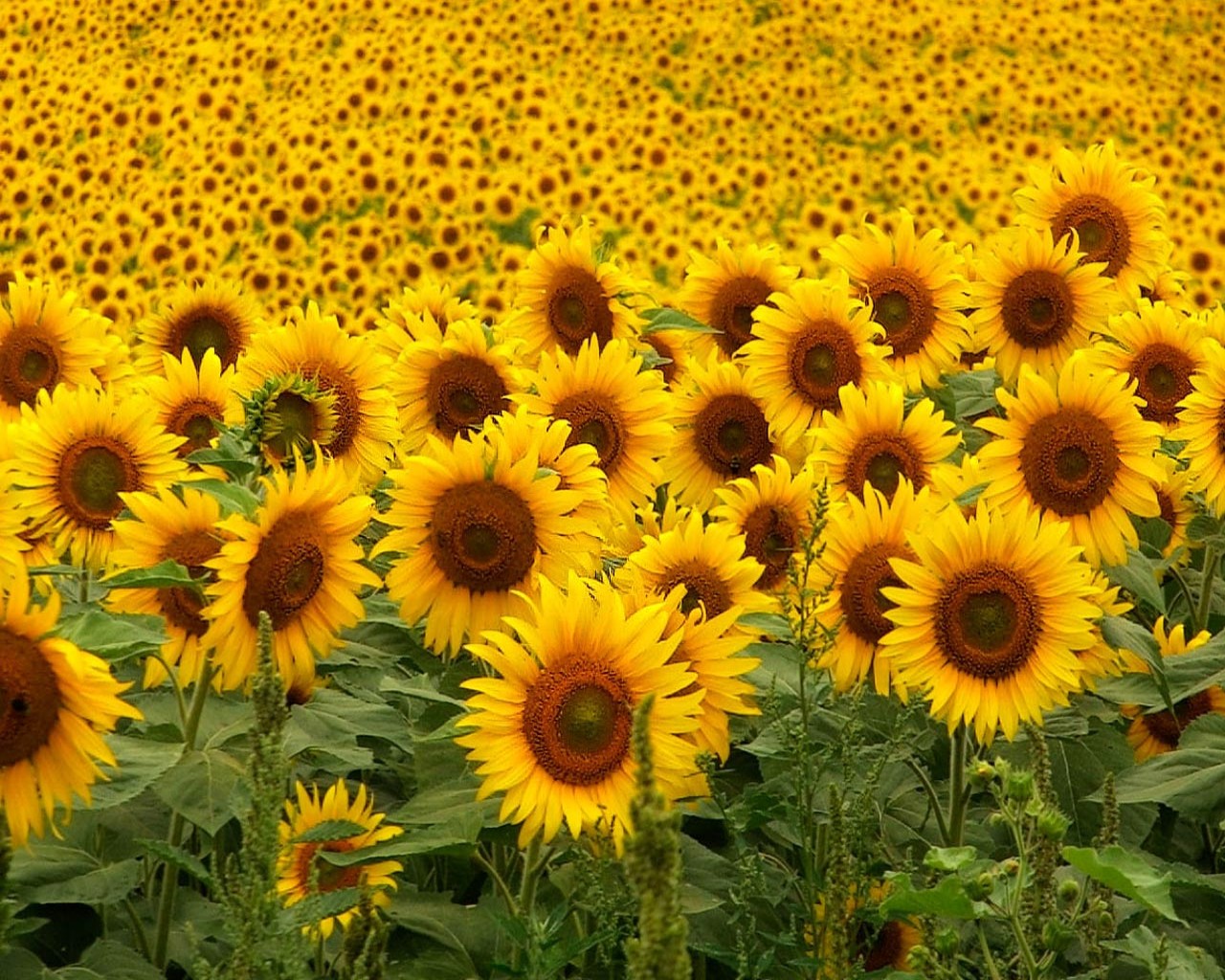 Sunflowers Wallpaper HD