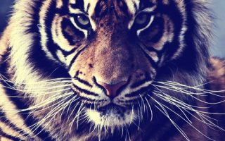 Tiger Images For Iphone