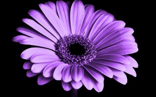 Violet Daisy Flower Wallpaper HD