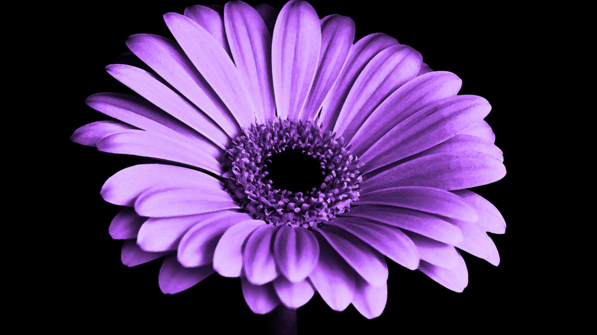 Violet Daisy Flower Wallpaper HD 1920x1080