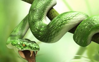 3D Wallpaper Green Snake