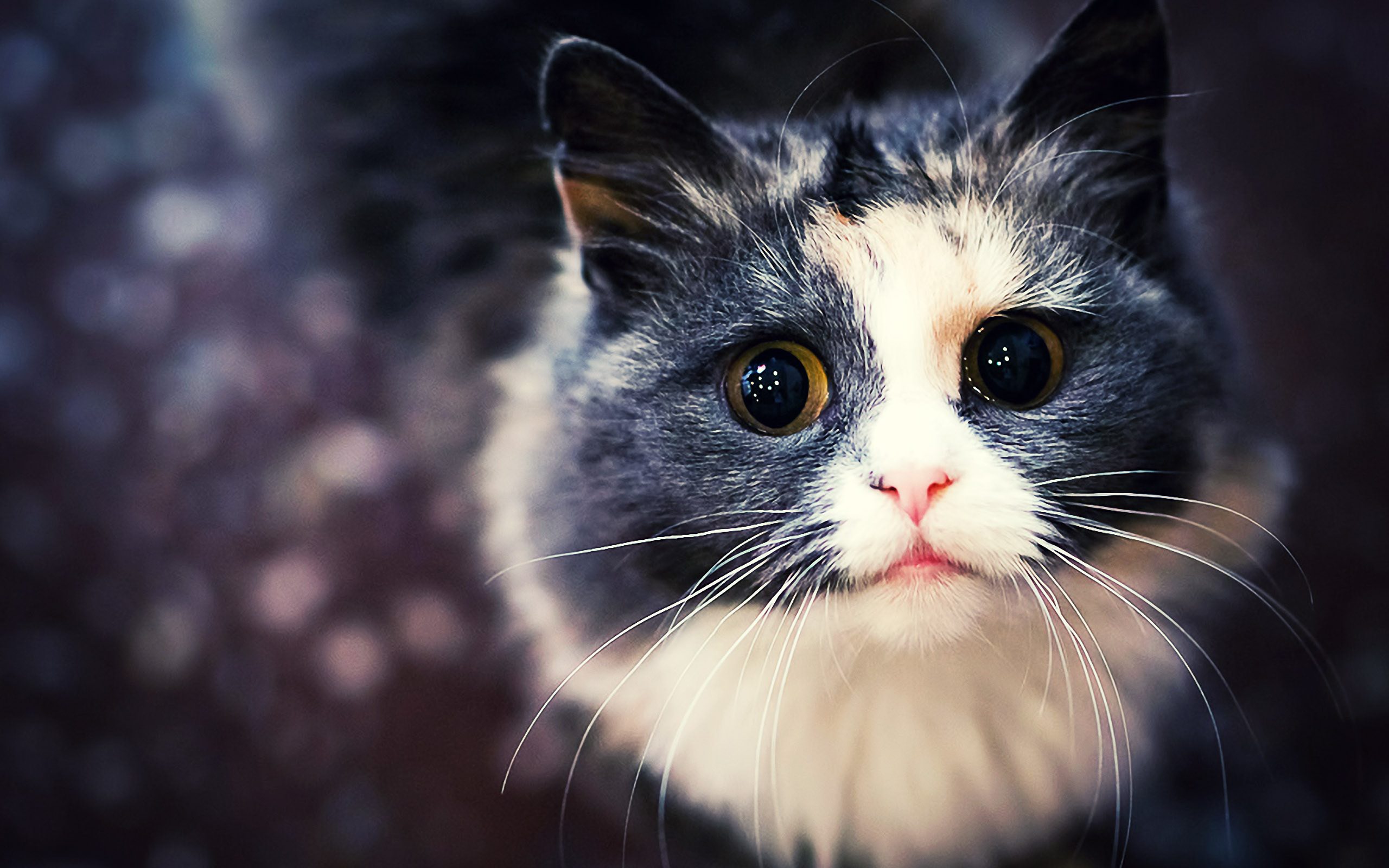 Adorable Cat 2560x1600