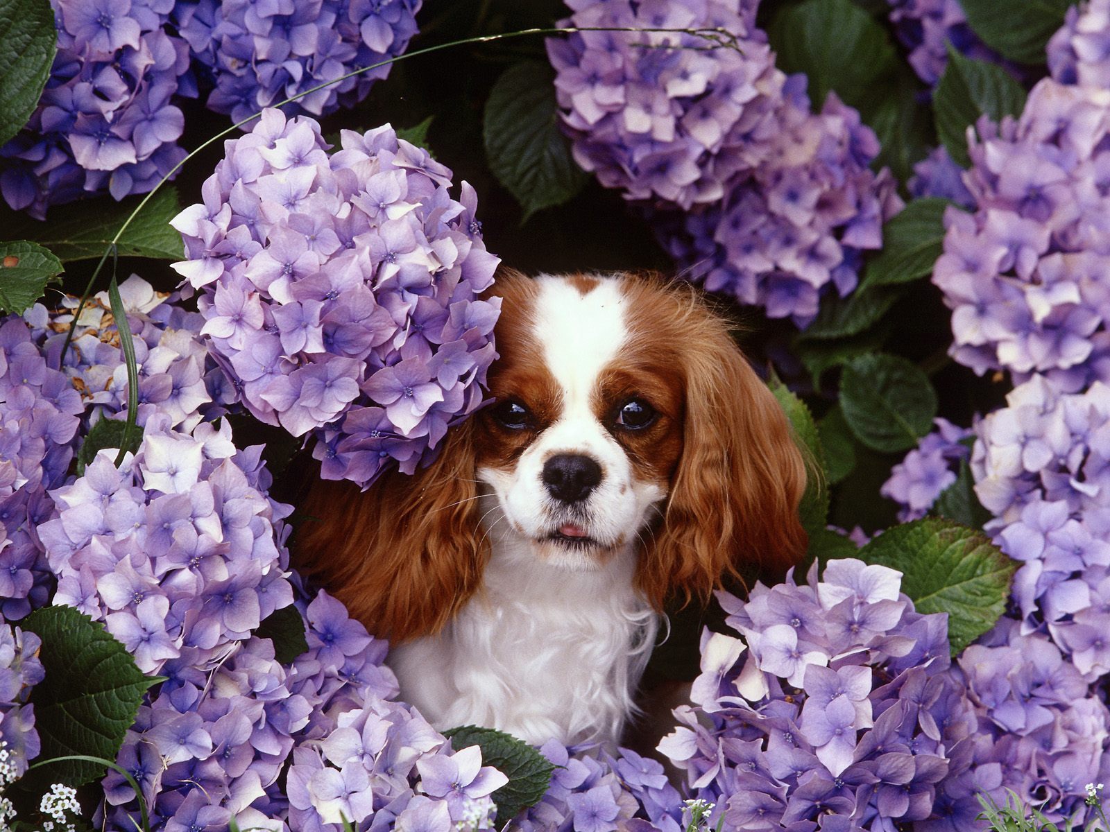 Adorable Dog Purple Flowers 1600x1200