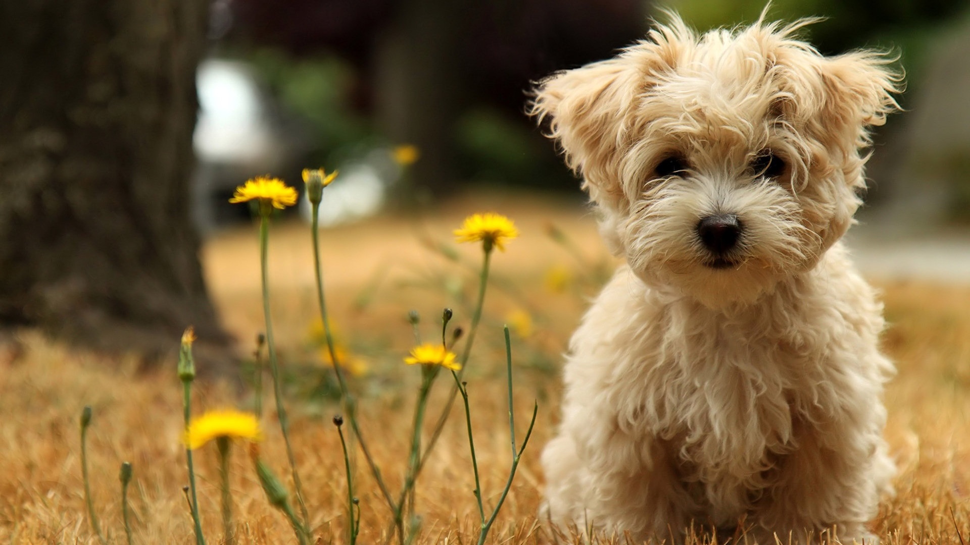 Adorable Dog 1920x1080