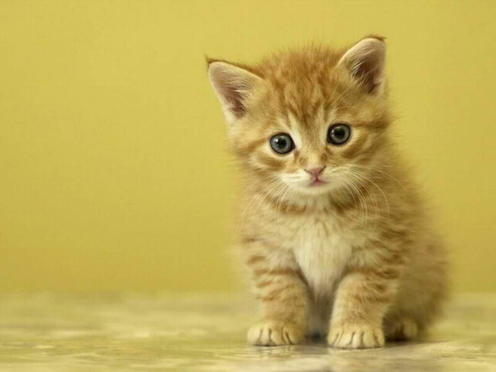 Adorable Kitten Cute 1024x768