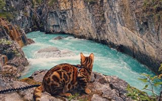 Amazing Bengal Cat Adventure