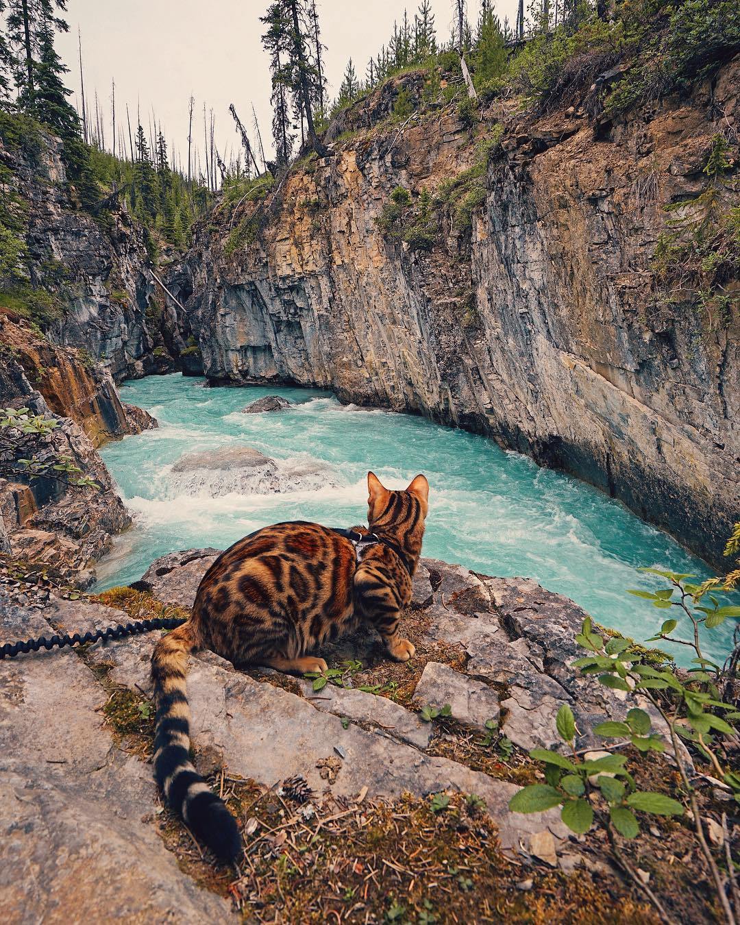 Amazing Bengal Cat Adventure 1080x1350