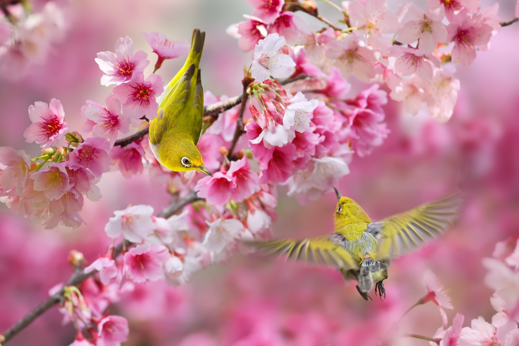 Amazing Birds Pink 2048x1365