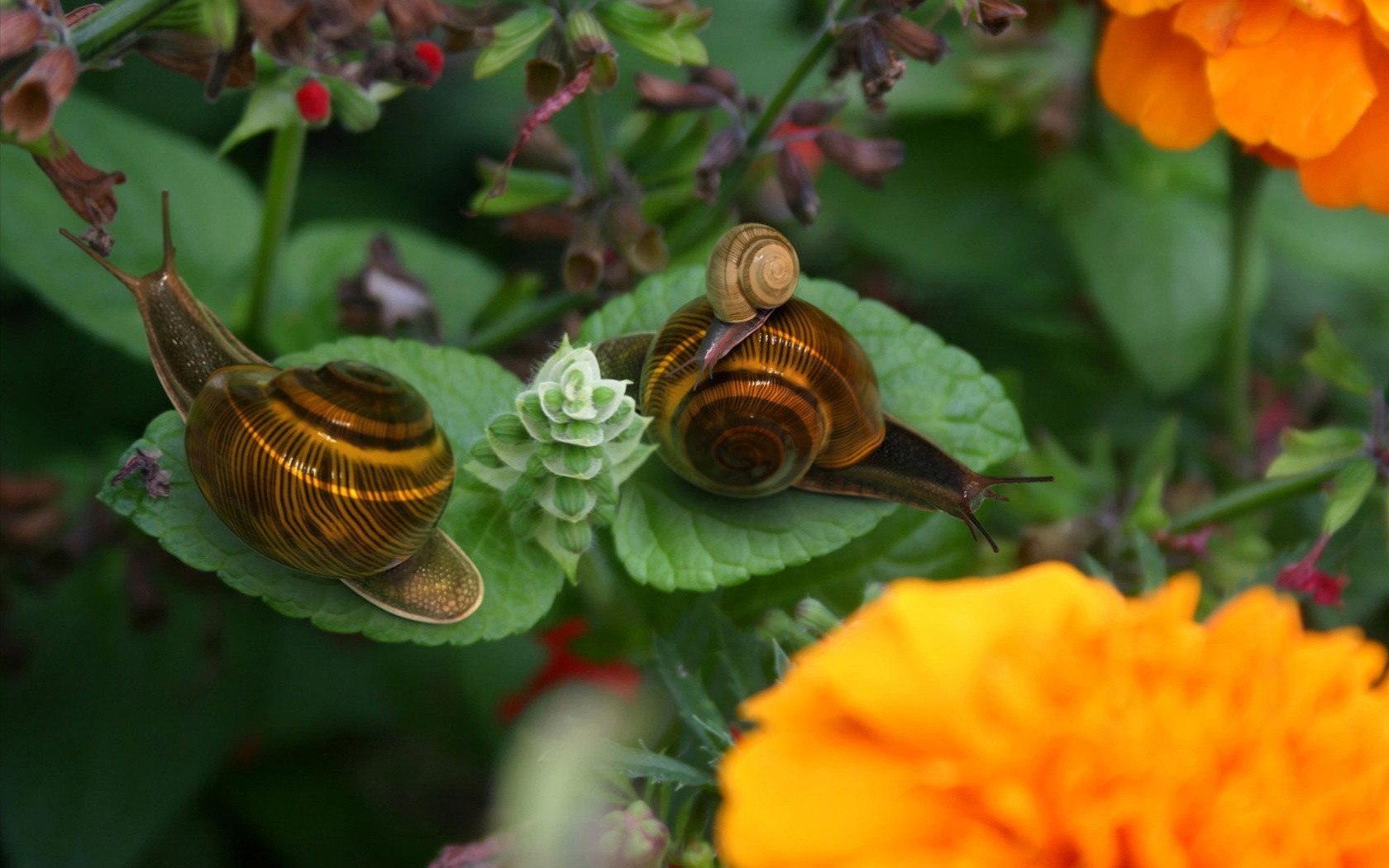 Amazing Snails Family