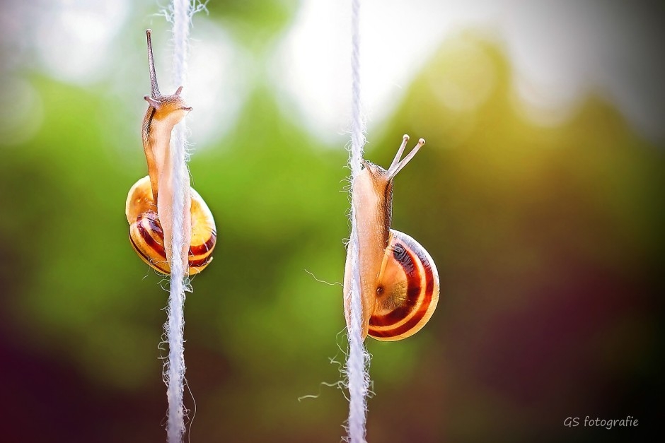 Amazing Snails Wallpaper 940x627