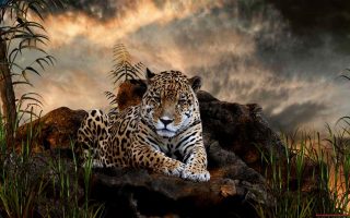Amazing Tiger Animal Wallpaper