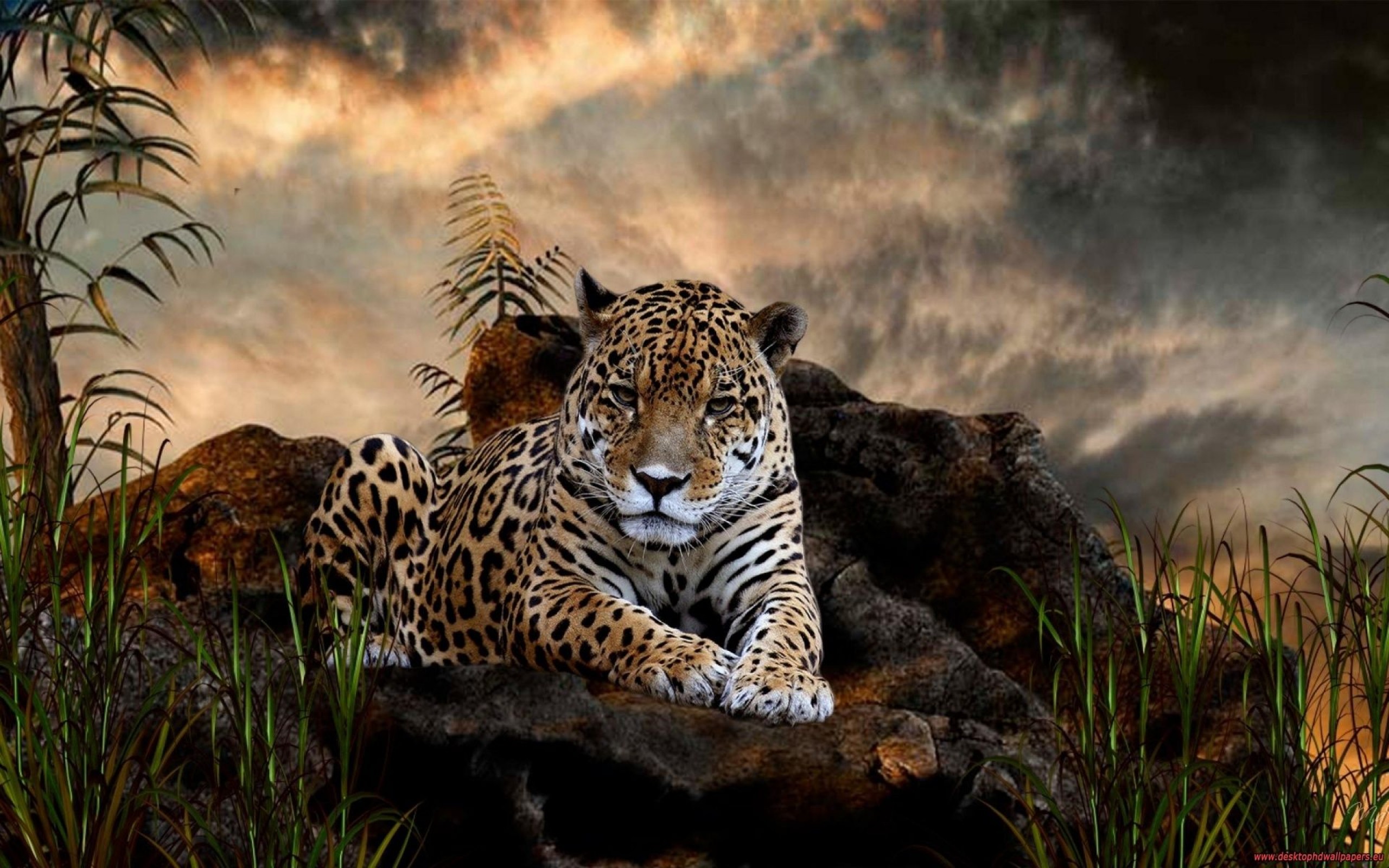 Amazing Tiger Animal Wallpaper 2560x1600