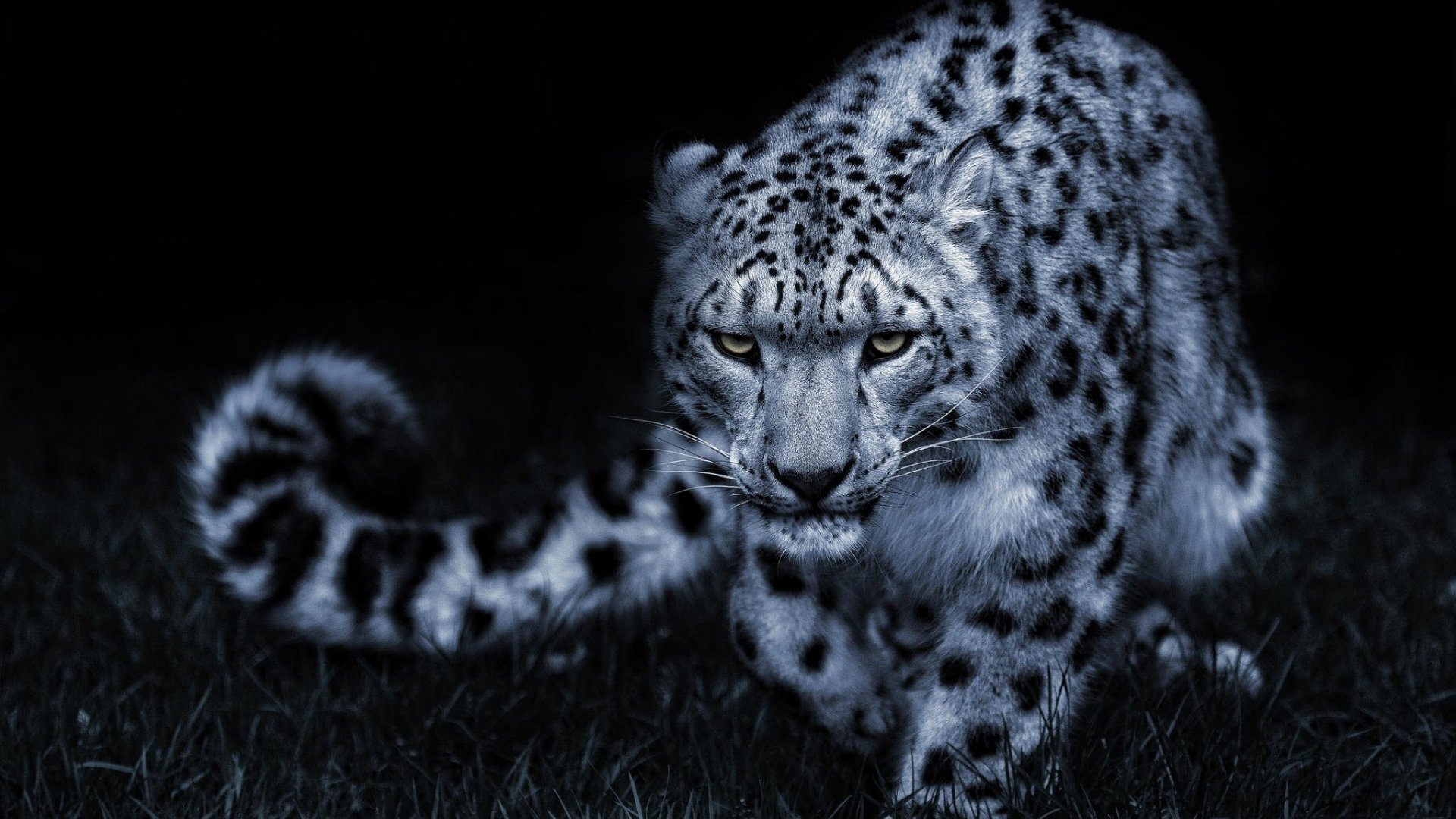 Amazing White Leopard 1920x1080