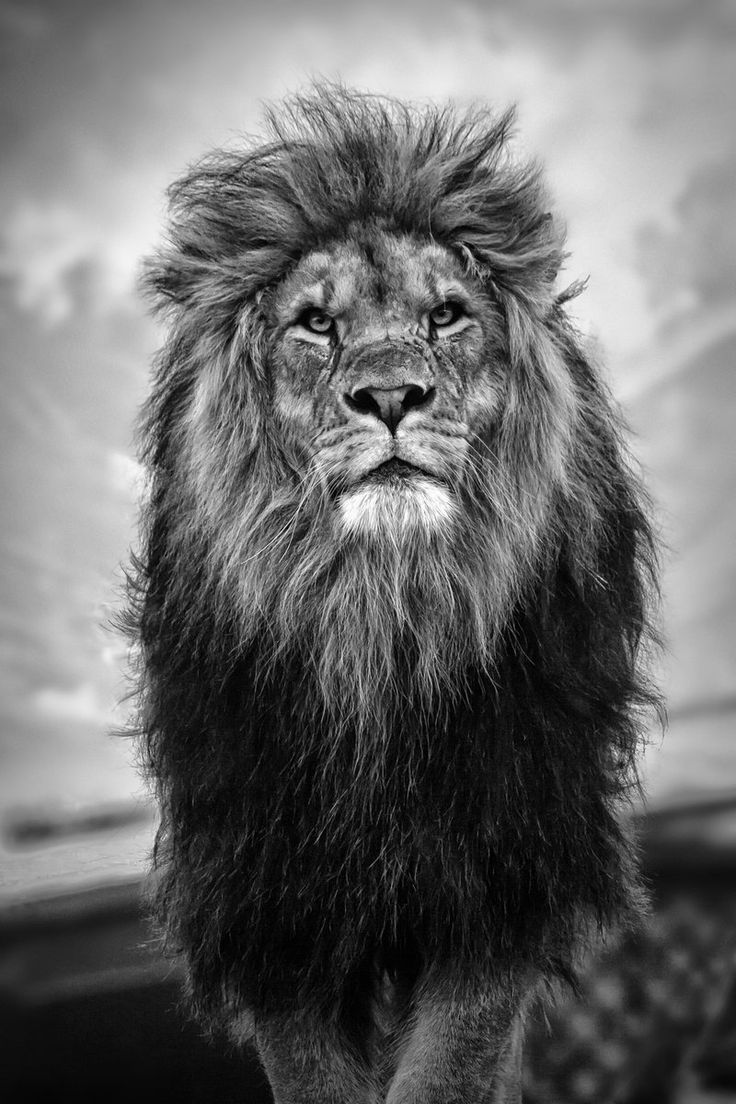 Android Wallpaper Lion Background 736x1104
