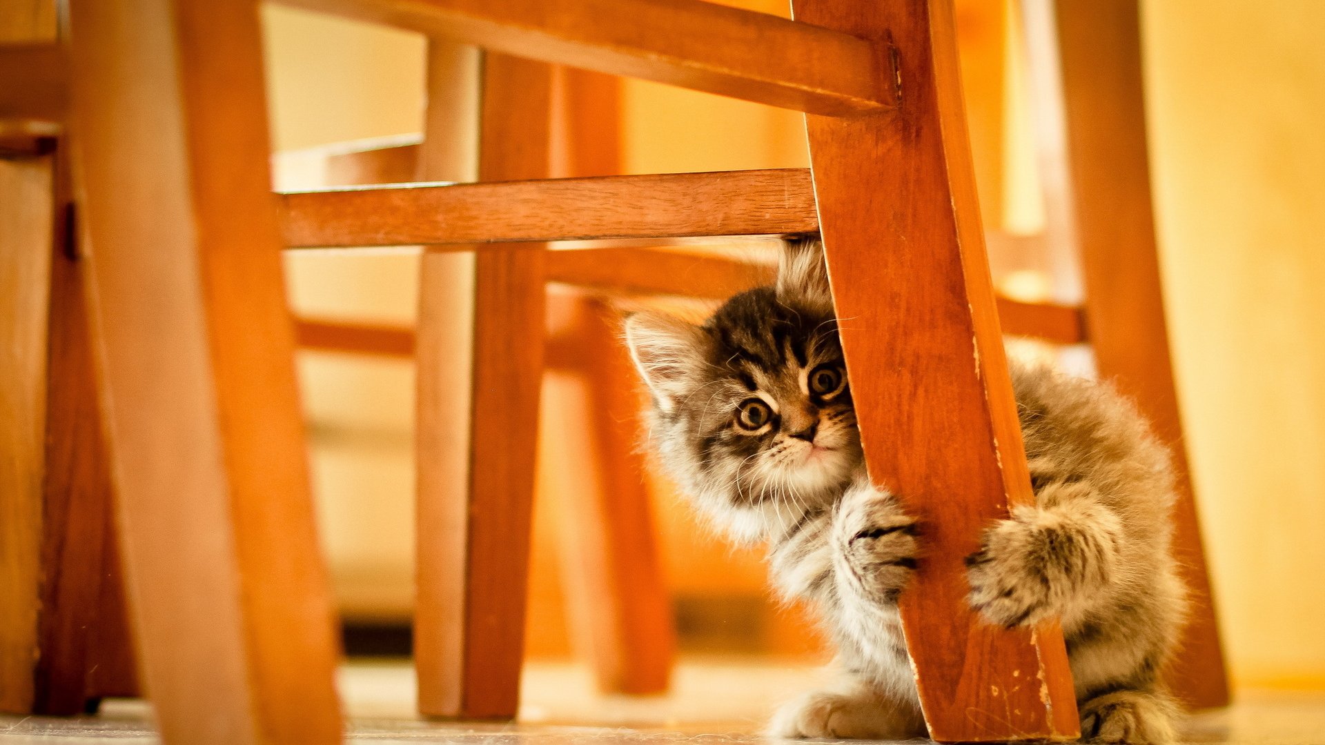 Animal Cat Chair - Live Wallpaper HD