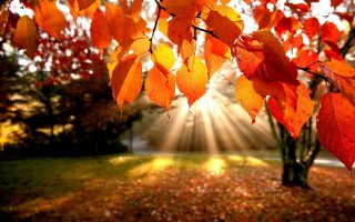 Autumn Light Fall Desktop Wallpaper