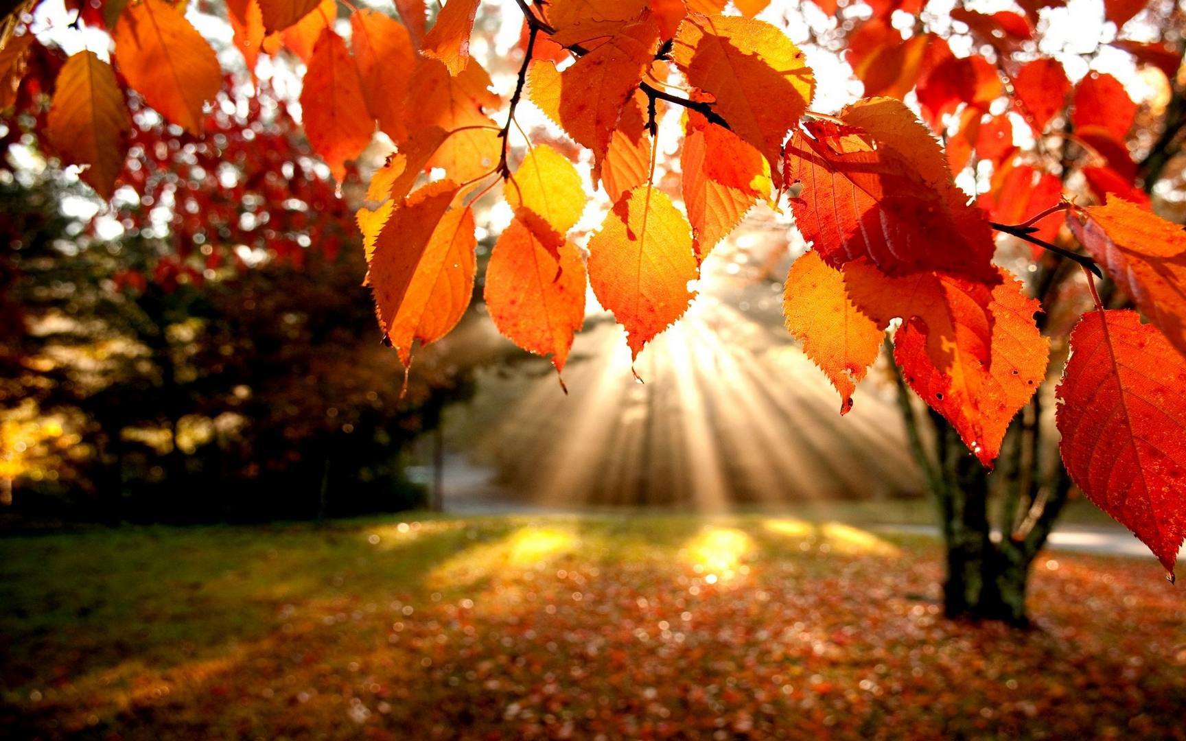 Autumn Light Fall Desktop Wallpaper 1728x1080