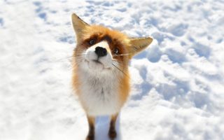 Awesome Fox Snow Wallpaper