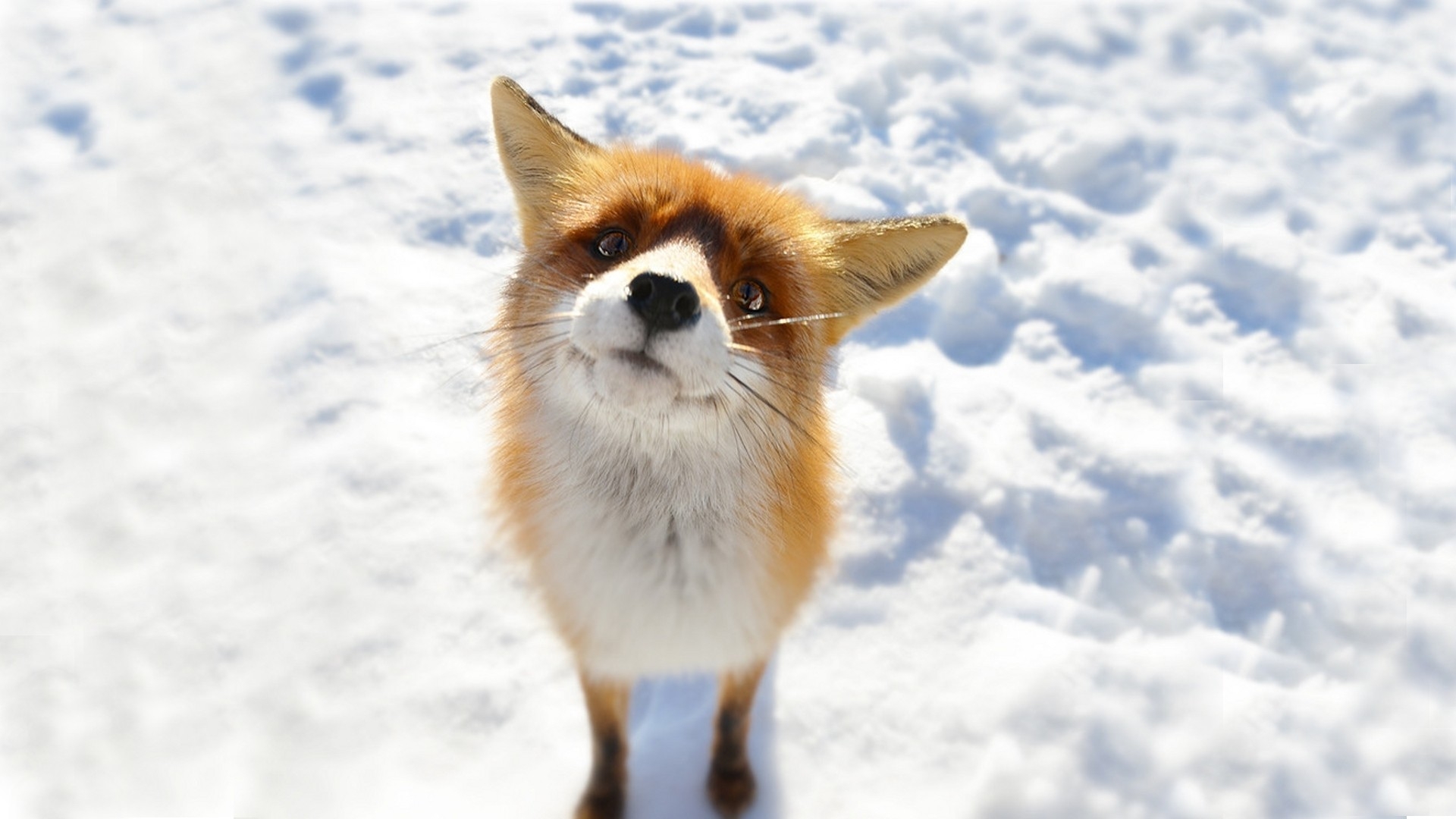 Awesome Fox Snow Wallpaper 1920x1080