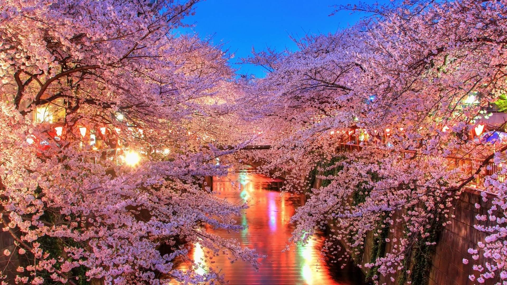 Beautiful Cherry Blossom