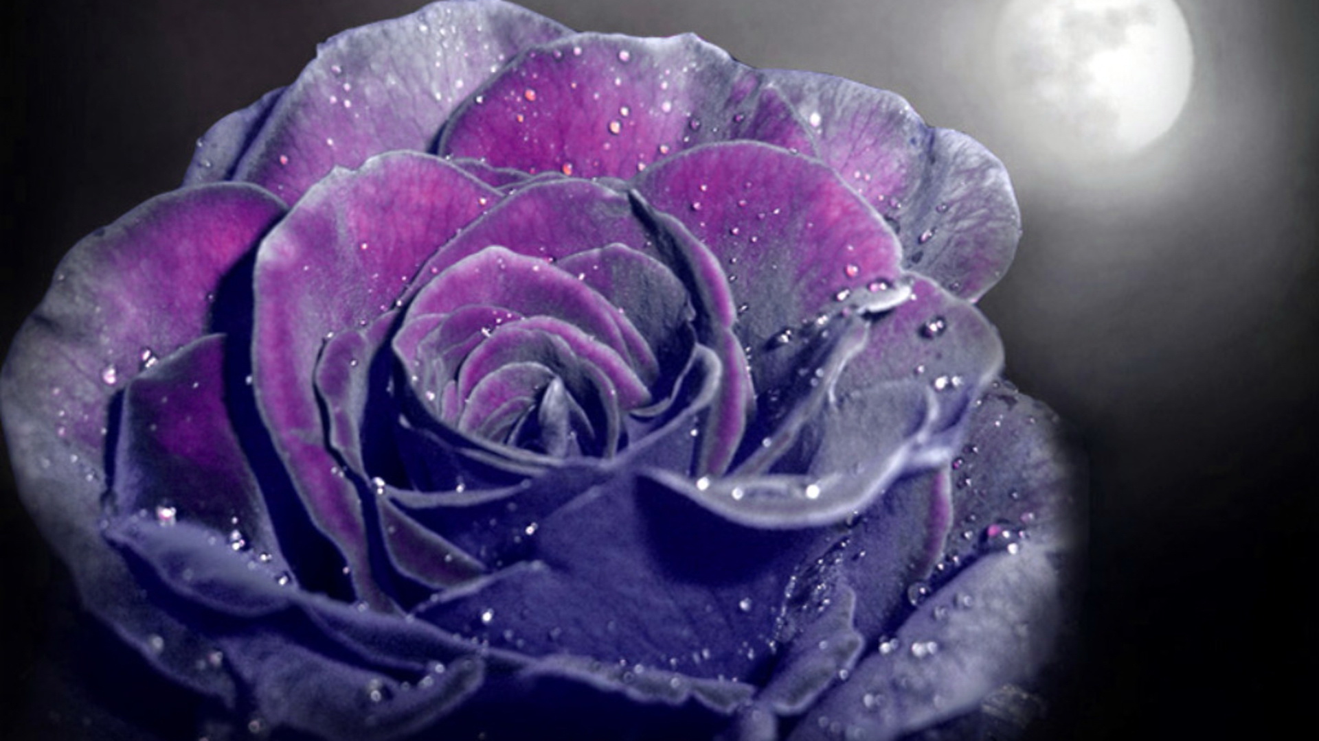 Beautiful Dark Magenta Velvet Rose Wallpaper 1920x1080