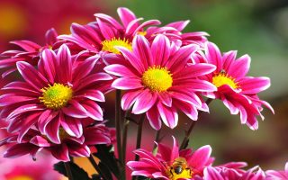 Beautiful Flowers Wallpapers for Pc